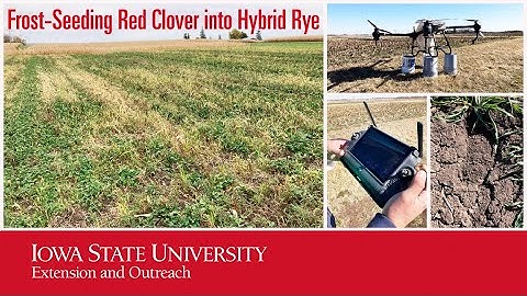 Frost-Seeding Red Clover into Hybrid Rye Plots with a Drone