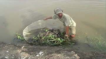 Đắp ụ bẫy lươn mùa nước nổi