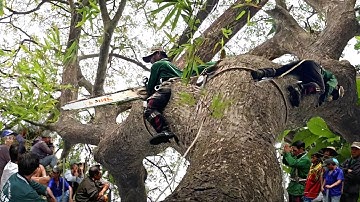 Cã Xóm Kéo Ra Ngồi Xem, Thợ Cưa Cây Còng To Khủng, Tàn Nhánh Um Tùm, Cưa Kỹ Thuật,305