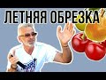 ЛЕТНЯЯ ОБРЕЗКА плодовых деревьев / Как обрезать летом / Игорь Билевич