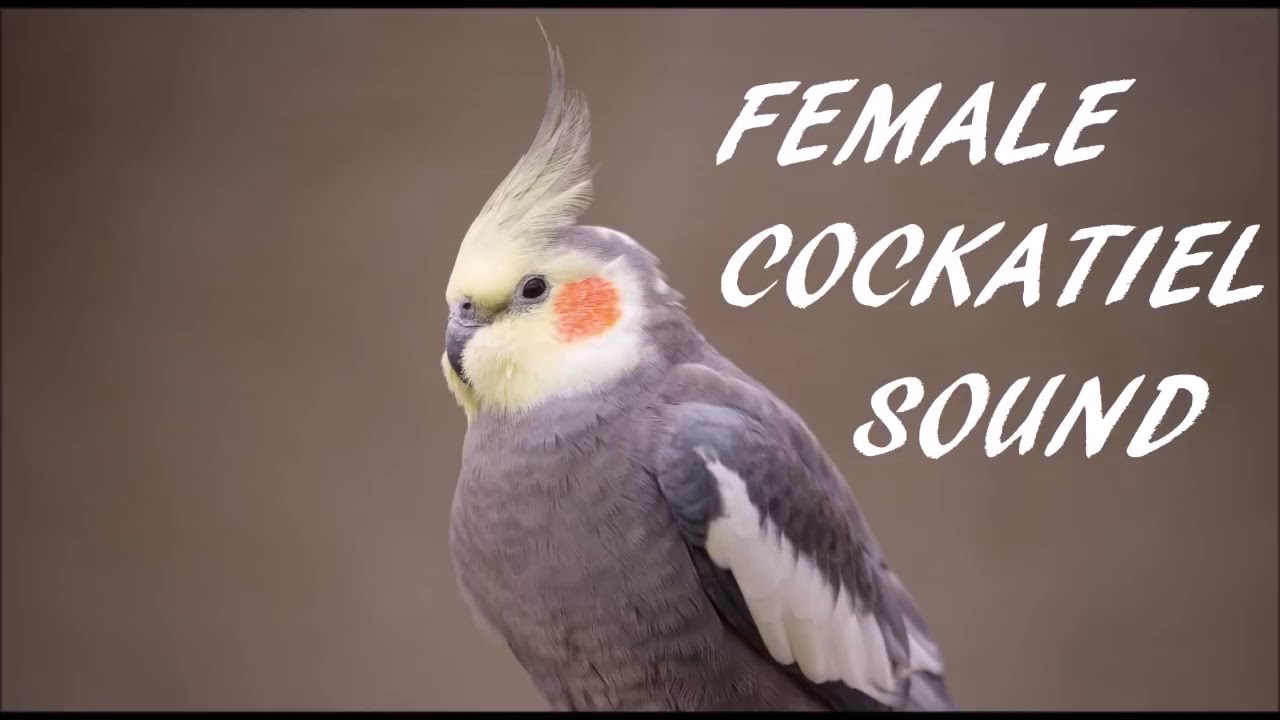 Make your cockatiel singing - YouTube