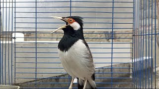 Suara Burung Jalak Suren Gacor Mompa Full Variasi, Pancingan Jalak Suren Agar Gacor Full Isian Mewah