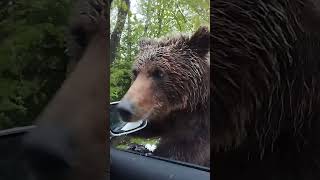 Bear Looking Through Car's Window Runs Away When Vehicle Starts - 1501094