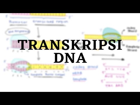 Video: Status Chromatin Mengungkapkan Asosiasi Fungsional Untuk Situs Awal Transkripsi Yang Didefinisikan Secara Global Dalam Empat Baris Sel Manusia