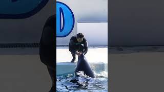 ヤバイ!!トレーナさん「危機一髪」鳶が・・・ #Shorts #鴨川シーワールド #シャチ #Kamogawaseaworld #Orca #Killerwhale