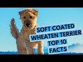 Soft Coated Wheaten Terrier - TOP 10 Interesting Facts の動画、YouTube動画。