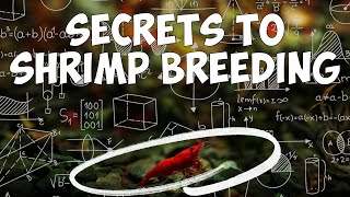 Learn How to Breed MORE Shrimp - A Breeders Guide