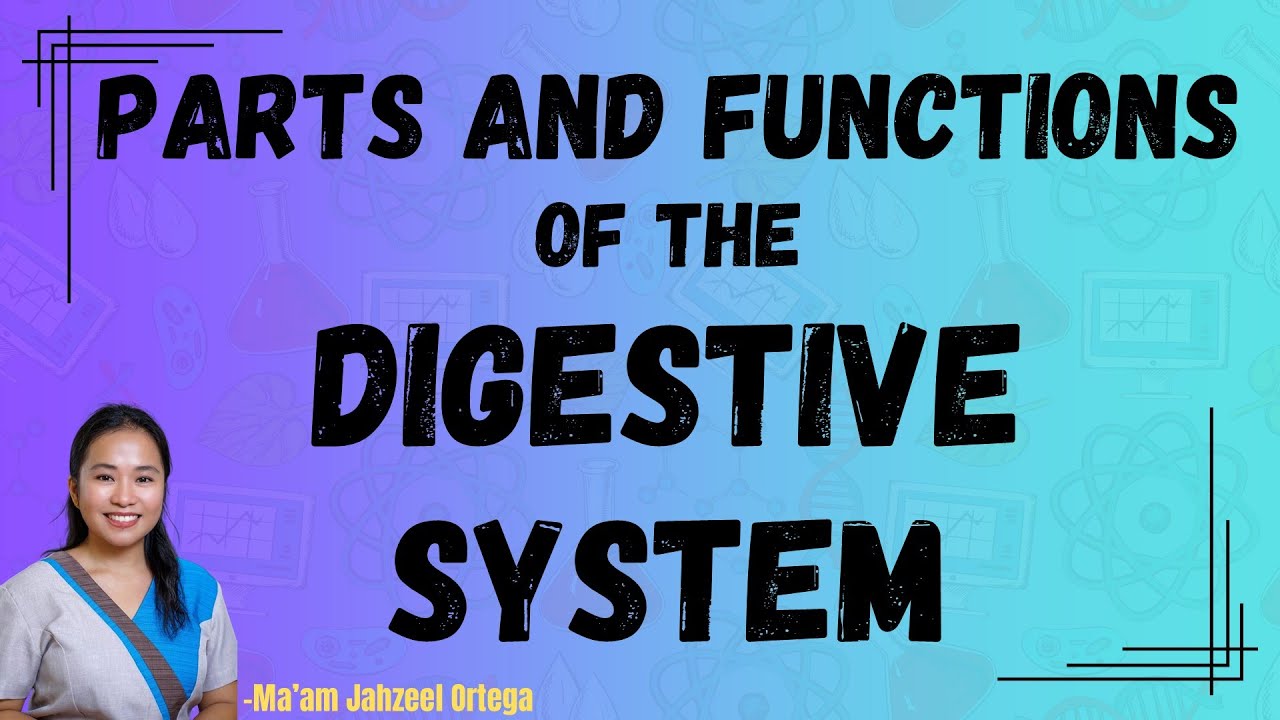 PARTS AND FUNCTION  OF THE  DIGESTIVE SYSTEM 