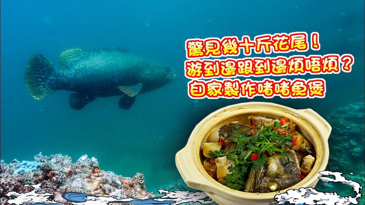 【漁人推介】阿火帶大家出海潛水，驚見幾十斤花尾躉！游到邊跟到跟到邊！花尾躉伴潛？回家製作啫啫魚煲 Catch and Cook Fish Receipe Fish pot