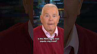 News anchor questions 2024’s most popular dog breed