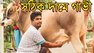 ১ জোড়া গাভীতে সারাদেশে ১ মণ দুধের গ্যারান্টি। ডিস্কাউন্টে প্রতারিত না হয়ে ন্যায্য মূল্য গাভী কিনুন।