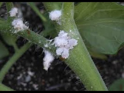 ابسط واسرع محاليل لمكافحة حشرة المن وطريقة استخدامها لن تصدق Solution to treat insect