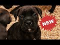 Update on our special needs puppy plus clarity on the mileena litter