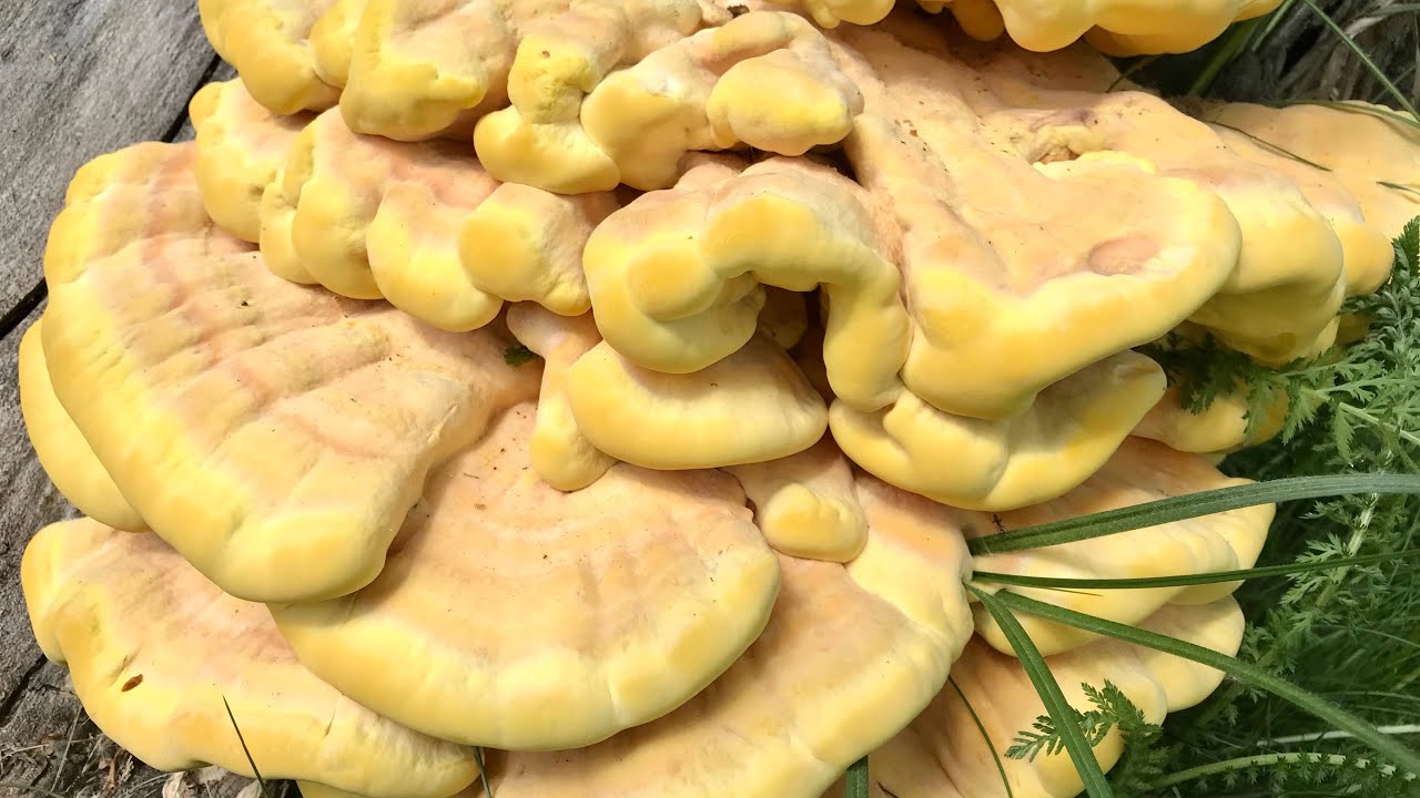 @Recipes for cooking the forest chicken mushroom. A ... - YouTube