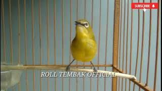 PLECI MERAPI MATA MERAH GACOR