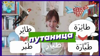 Арабский язык: самолет, птица, летчик. Как не запутаться?