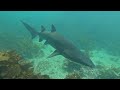 Bushrangers Bay - 02.02.2025 | Entry #24