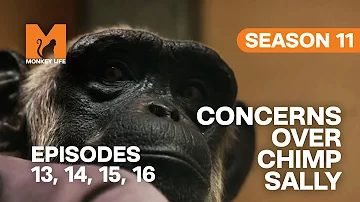 Concerns Over Chimp Sally in Monkey Life | S11 E13, 14, 15 & 16 | Full Episodes