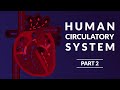 The Human Circulatory System Quiz