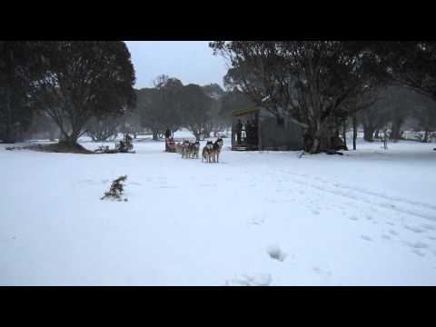 Frosty Fruits Ski Trip - Dog Sledding - Short