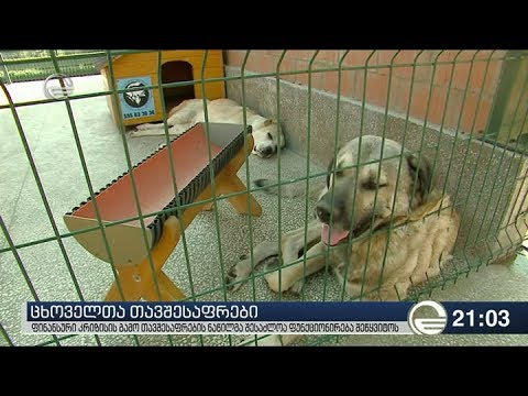 ცხოველთა თავშესაფარი