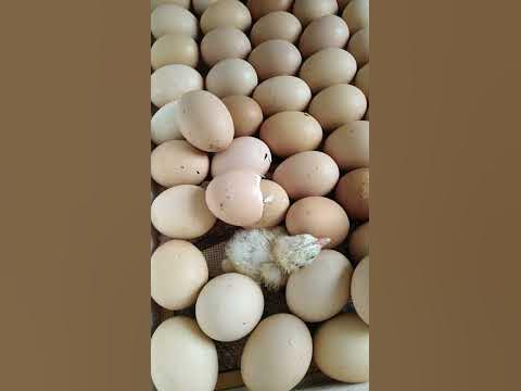 Цыпленок #инкубация #бройлеры #заработок #инкубатор #shorts - YouTube