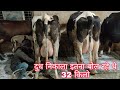 दूध निकाला इतना बोल रहे थे 32 किलो// Raju Tiwari Dairy Farm Masrak Chapra Bihar