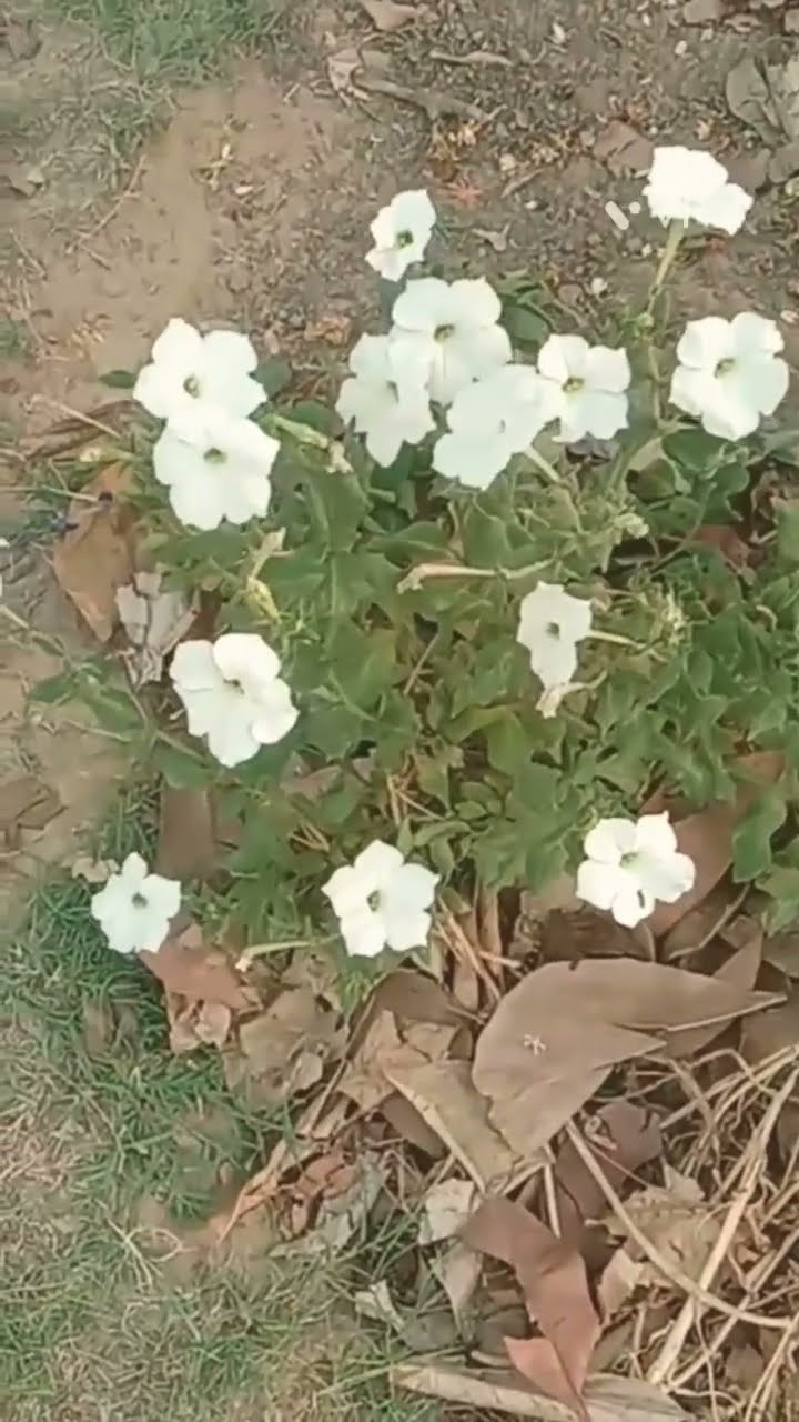 White petunia durabloom white beach moon geetagoswami8545 youtube