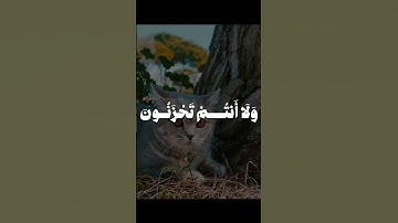 يا عبادي لا خوف عليكم اليوم تلاوه خاشعه للشيخ محمد صديق المنشاوي. قران كريم