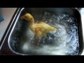 Baby Duck swimming in sink