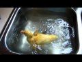 Cute animal video of the day: duckling swims around in a sink