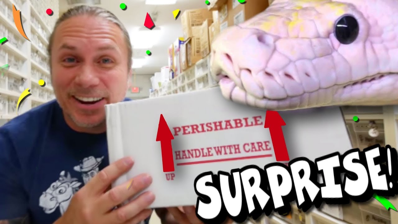 vlogs in spanish SURPRISE NEW RARE SNAKE ARRIVED!!! UNBOXING! | BRIAN BARCZYK