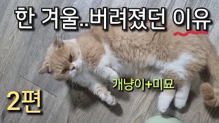 고양이가 버려진 이유는..이것이었습니다