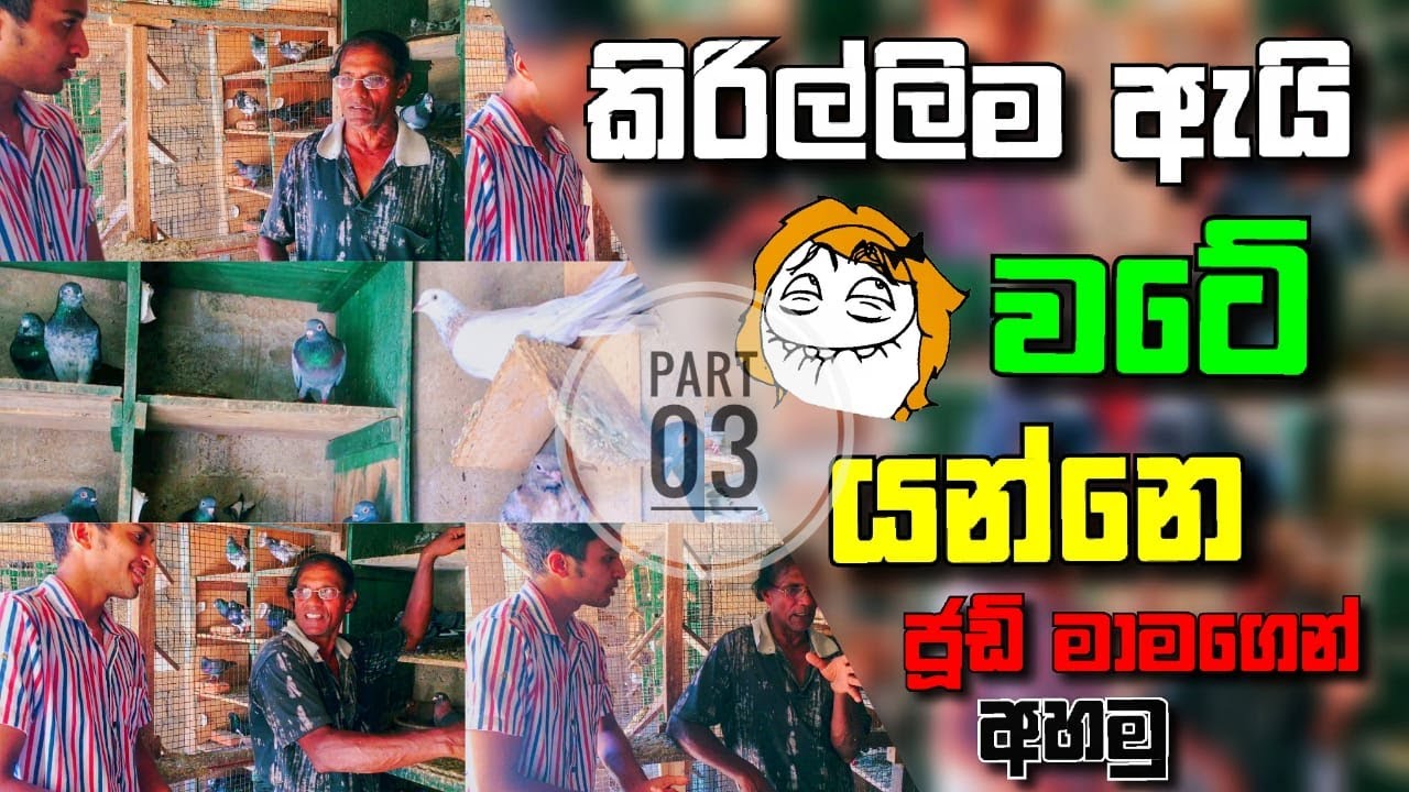 (ජූඩ් මාමා part 3)    පරවි පුරුදු  කරන විදිහ,පරවි එලවන්න ඕනි නිසි කාලය, තව ගොඩාක් දේවල් තියනවා