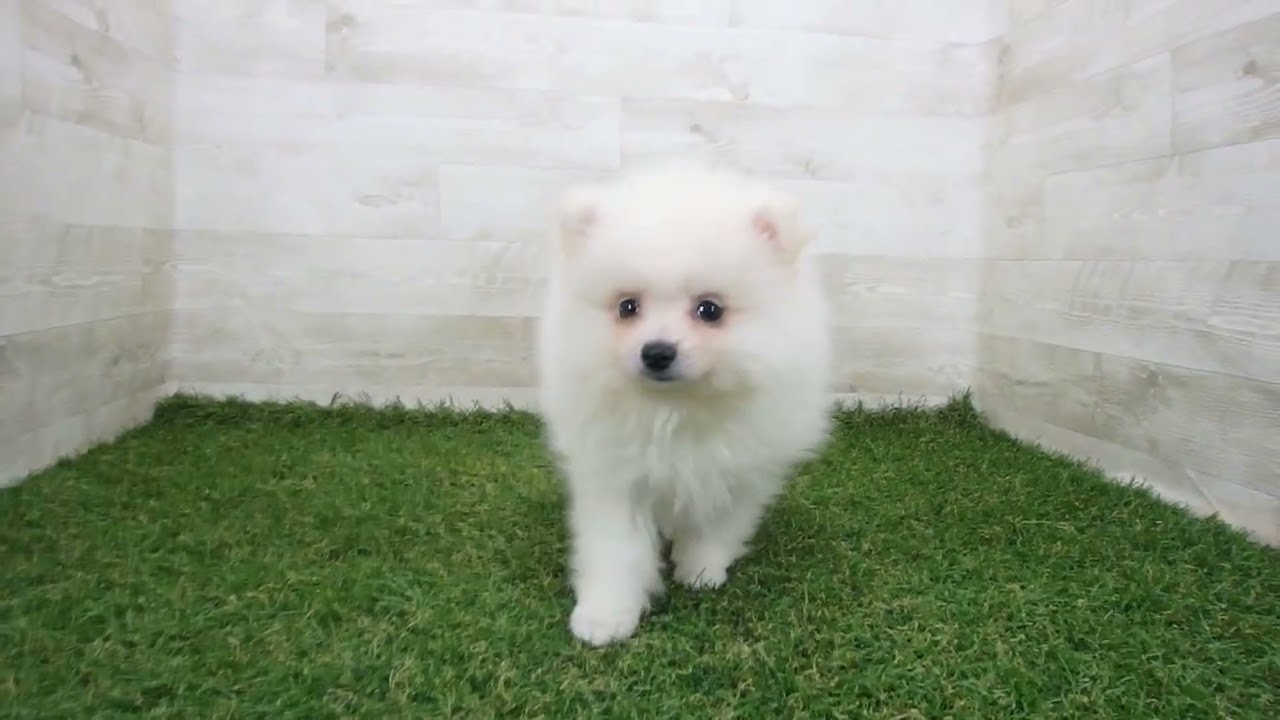 ポメラニアン Coo&RIKU No.00740399 ポメラニアン - YouTube
