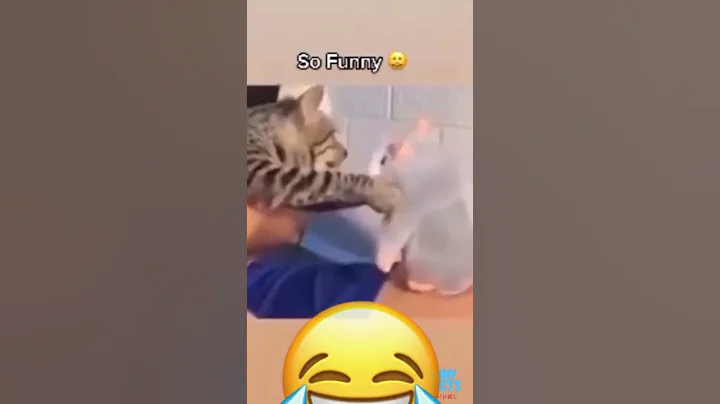 Video 11428681: cats dogs pets funniest, pets funny cats funniest