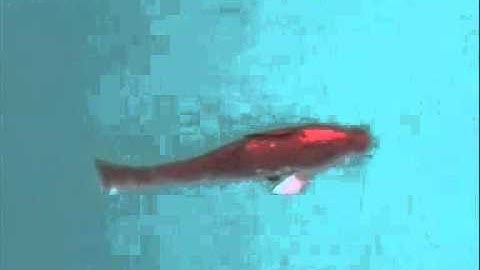 robot fish first prototype