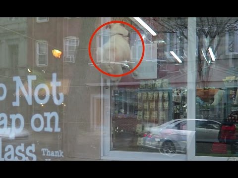 funny-dog-jumping-in-front-of-shop-window