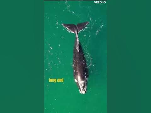 Mind-Blowing Facts about Blue Whales - YouTube