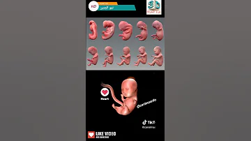 الجنين الحمل سبحان الله مراحل نمو الجنين 