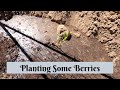 ep165 Planting some Berries. Sonoran Desert Homesteading