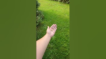 I made a TINY Corn on the cob #corn #tinyfood #miniatures #miniature #art #crafts #foodcrafts