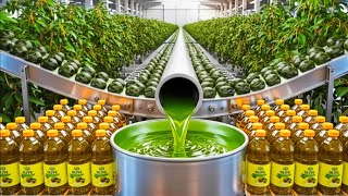 How Extra Virgin Olive Oil Is Made | Inside the World’s Largest Factory – Full Production Process