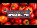 Basic guide to growing tomatoes