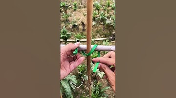 Fixing process of nylon ties for vegetable patch bamboo frame #short #machinery #tools