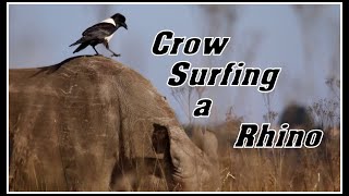 Crow surfing a Rhino