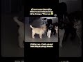 When They Coming Out The Bushes On You… 😂 #dogshorts #funnyaf #cats #lol #hilarious