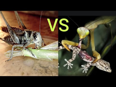 Wart-biter katydid vs Praying Mantis! (Серый кузнечик vs Богомол!)