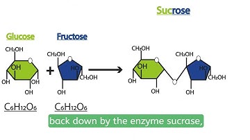 Understanding Monosaccharides: Glucose, Fructose & Formation of Sucrose