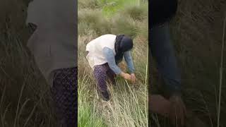 bakın ceylan geline #sorts #youtube #funny #viral #comedy #viralvideo #viralshorts #songs #sortvideo